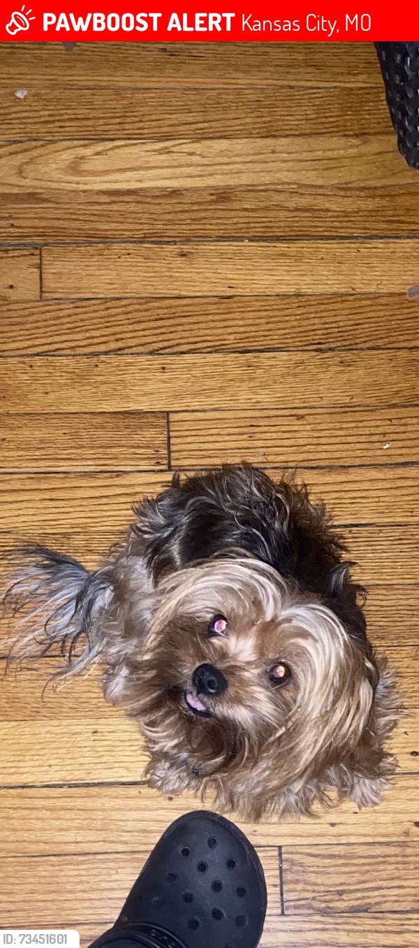 Lost Female Dog last seen Near E 69th Ter, Kansas City, MO 64132