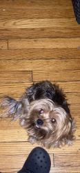 Lost Female Dog last seen Near E 69th Ter, Kansas City, MO 64132