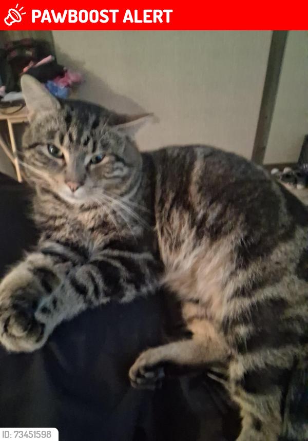 Lost Male Cat last seen Clinton river road, Clinton Township, MI 48038