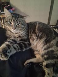 Lost Male Cat last seen Clinton river road, Clinton Township, MI 48038