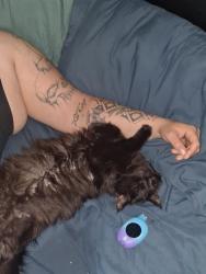 Lost Female Cat last seen browns point blvd. and 23rd st, Tacoma, WA 98422