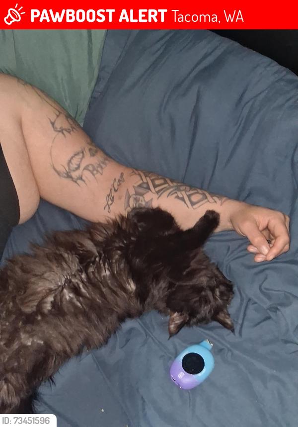 Lost Female Cat last seen browns point blvd. and 23rd st, Tacoma, WA 98422
