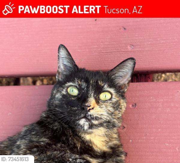 Lost Female Cat last seen W Drexel and Palomino Rd, Tucson, AZ 85746