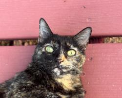 Lost Female Cat last seen W Drexel and Palomino Rd, Tucson, AZ 85746