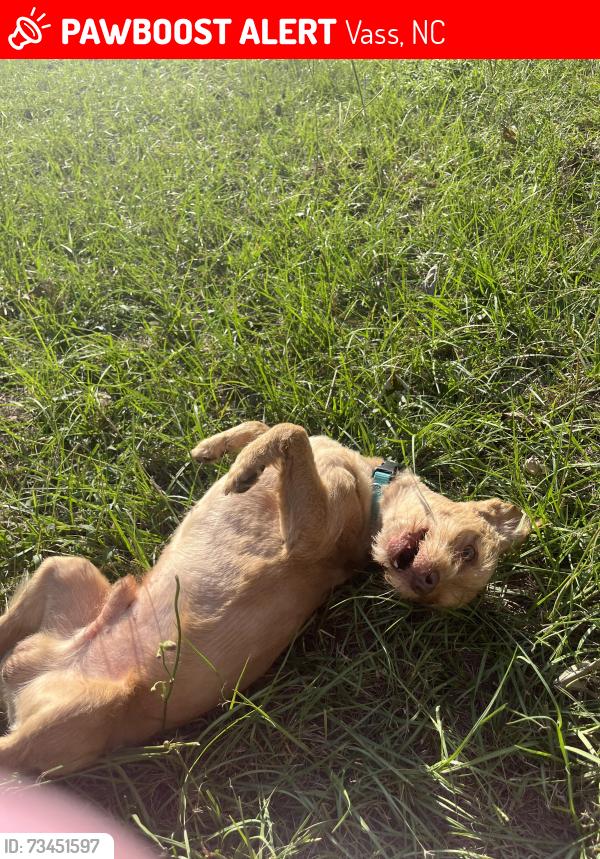 Lost Male Dog last seen Pats Road & Byrd Road, Vass, NC 28394