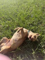 Lost Male Dog last seen Pats Road & Byrd Road, Vass, NC 28394