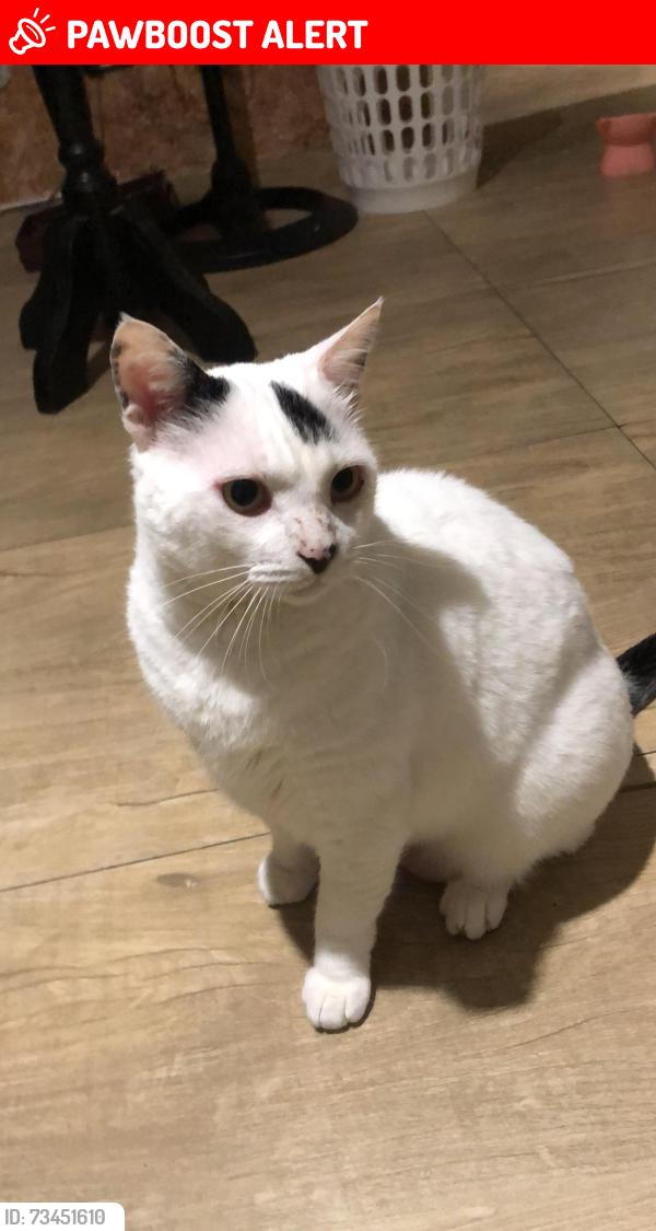 Lost Male Cat last seen Rua Reinaldo Richter, Campo Comprido, PR 81220-120