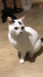 Lost Male Cat last seen Rua Reinaldo Richter, Campo Comprido, PR 81220-120