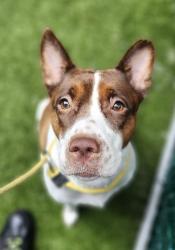 Shelter Stray Female Dog last seen E 157 Street, BRONX, NY, 10451, 326 E 110th St, New York, NY 10029, USA