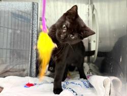 Shelter Stray Female Cat last seen Near 178th Street, JAMAICA, NY, 11432, 326 E 110th St, New York, NY 10029, USA