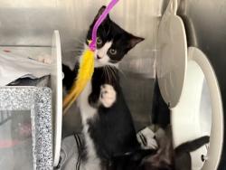 Shelter Stray Female Cat last seen Near 178th Street, JAMAICA, NY, 11432, 326 E 110th St, New York, NY 10029, USA