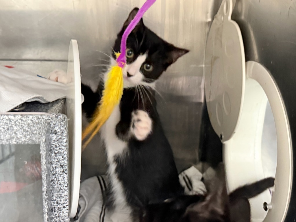 Shelter Stray Female Cat last seen Near 178th Street, JAMAICA, NY, 11432, 326 E 110th St, New York, NY 10029, USA
