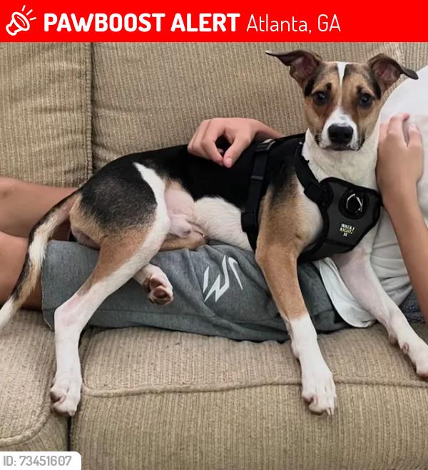 Lost Male Dog last seen Pharr Road, Atlanta, GA 30305