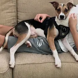 Lost Male Dog last seen Pharr Road, Atlanta, GA 30305