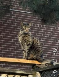 Lost Male Cat last seen At home in backyard at 3:23am, Toronto, ON M9W 1V9