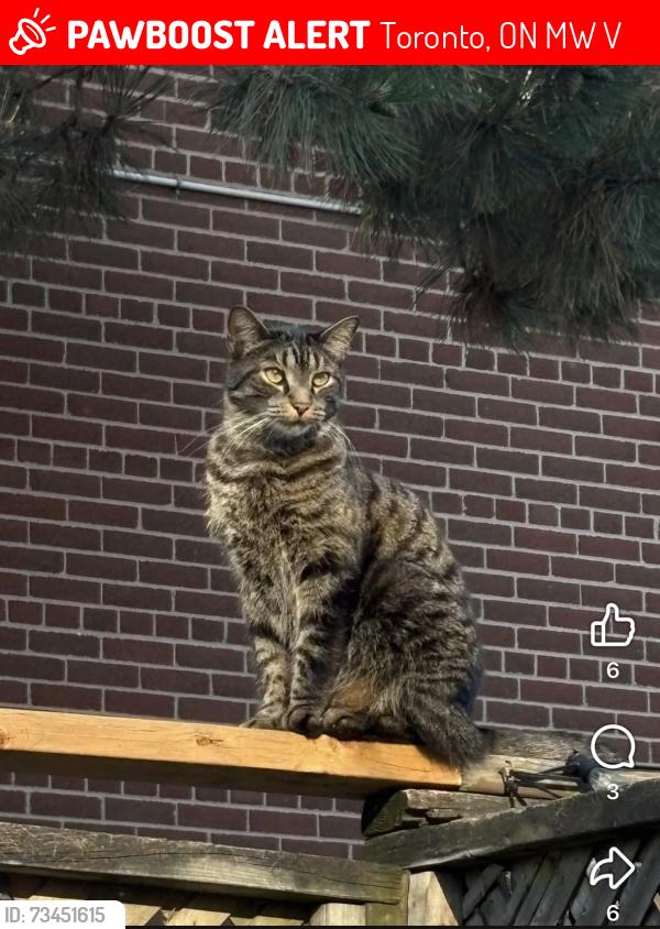 Lost Male Cat last seen At home in backyard at 3:23am, Toronto, ON M9W 1V9