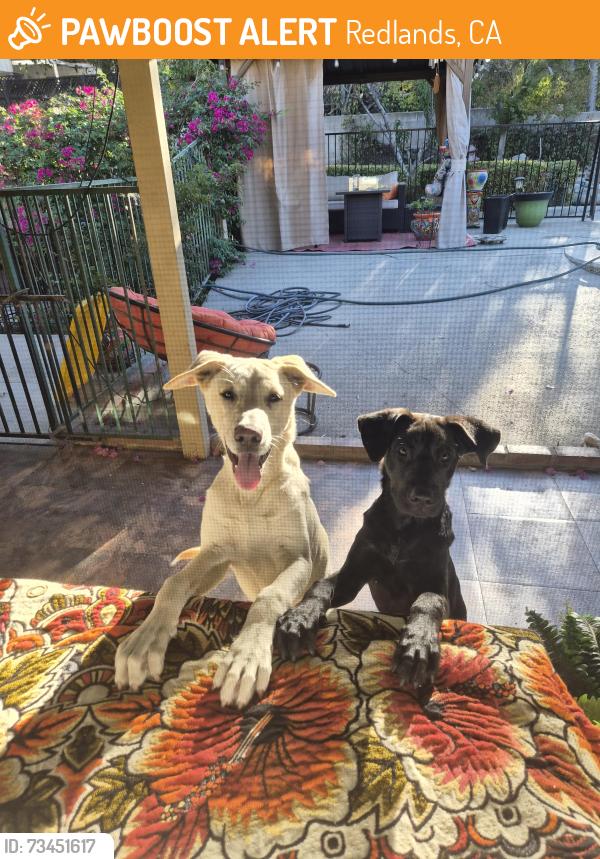 Found/Stray Male Dog last seen San Timeteo by Redlands hosp, Redlands, CA 92373