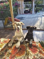 Found/Stray Male Dog last seen San Timeteo by Redlands hosp, Redlands, CA 92373