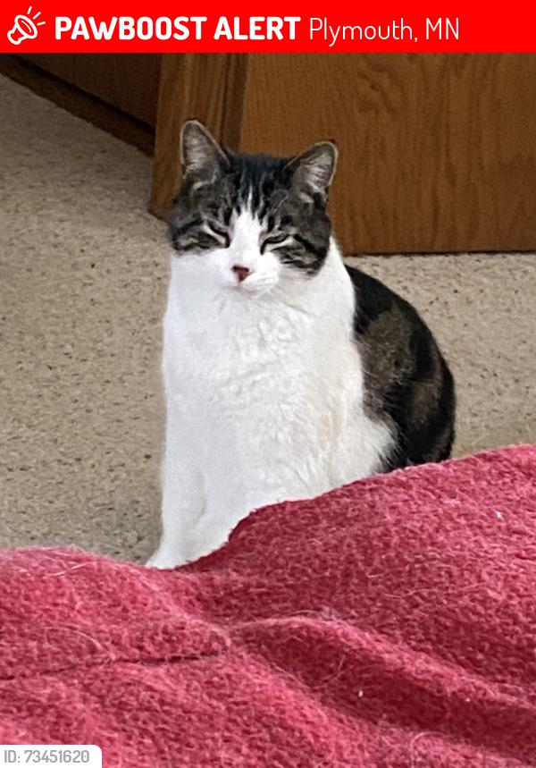 Lost Male Cat last seen Orchid Circle N and Orchid Lane Plymouth 55446, Plymouth, MN 55446