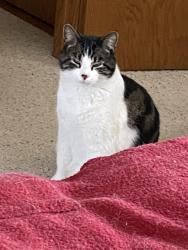 Lost Male Cat last seen Orchid Circle N and Orchid Lane Plymouth 55446, Plymouth, MN 55446