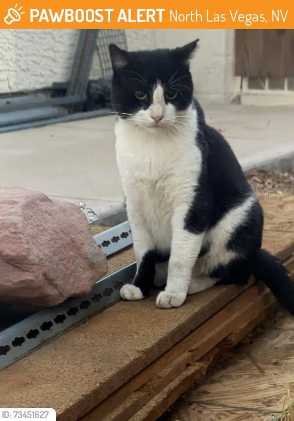 Found/Stray Unknown Cat last seen Camino del santo pkwy, North Las Vegas, NV 89031