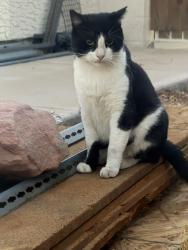 Found/Stray Unknown Cat last seen Camino del santo pkwy, North Las Vegas, NV 89031