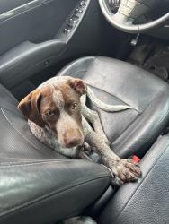 Lost Male Dog last seen van buren, Saint Paul, MN 55104