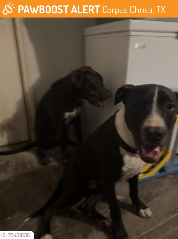 Found/Stray Male Dog last seen Oso parkway and mansions, Corpus Christi, TX 78414