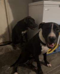 Found/Stray Male Dog last seen Oso parkway and mansions, Corpus Christi, TX 78414