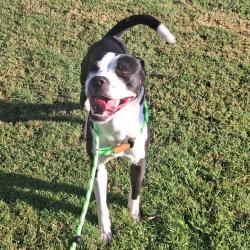 Shelter Stray Male Dog last seen , 328 Furman Hall Rd, Greenville, SC 29609, USA