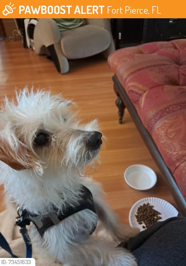 Found/Stray Male Dog last seen Old Dixie Hwy, Fort Pierce, FL 34946