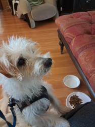 Found/Stray Male Dog last seen Old Dixie Hwy, Fort Pierce, FL 34946