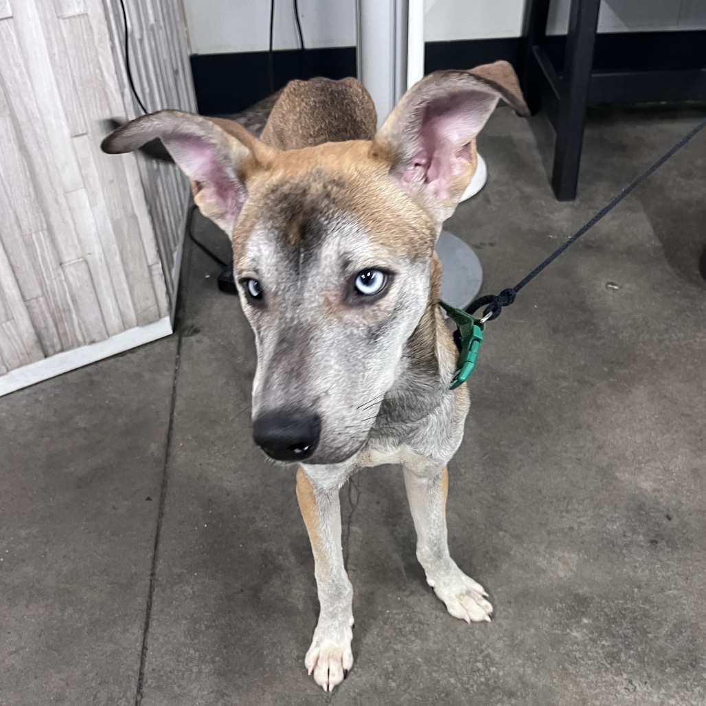 Shelter Stray Male Dog last seen , 3607 N Armenia Ave, Tampa, FL 33607, USA
