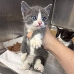 Shelter Stray Unknown Cat last seen , 244 Georgetown Rd, Jacksonville, NC 28540, USA