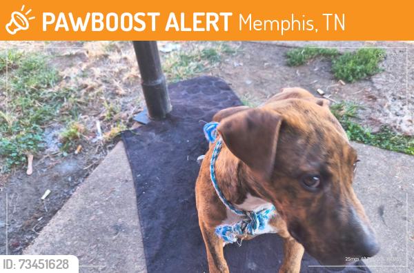 Found/Stray Male Dog last seen Castalia & Person, Memphis, TN 38114