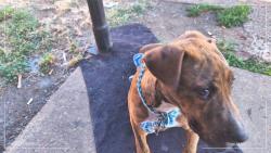 Found/Stray Male Dog last seen Castalia & Person, Memphis, TN 38114