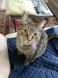 Lost Male Cat last seen Oakwood, Pierrefonds, Montréal, QC H9H 1Z1