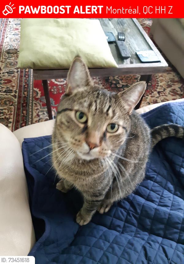 Lost Male Cat last seen Oakwood, Pierrefonds, Montréal, QC H9H 1Z1