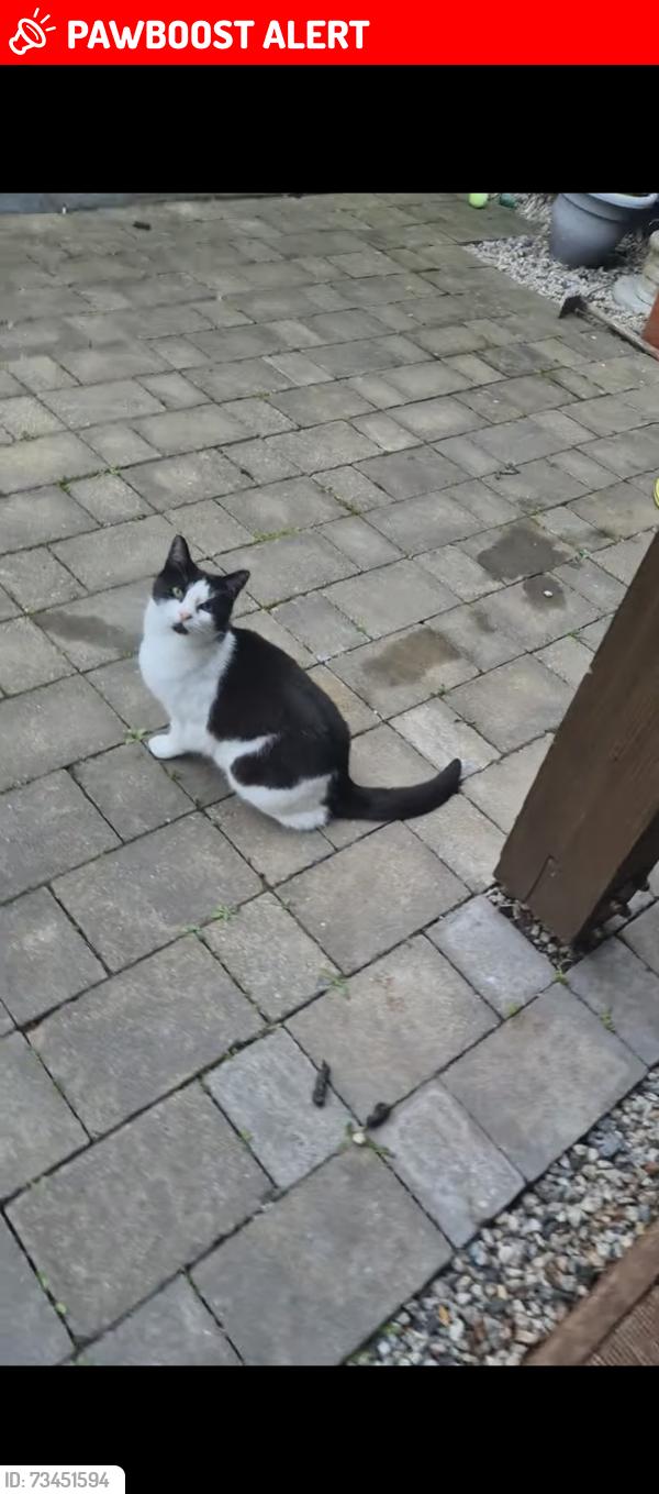 Lost Female Cat last seen Slades farm/Kinson, Bournemouth, Christchurch and Poole, England BH10 4DT