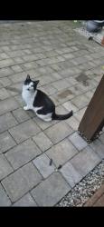 Lost Female Cat last seen Slades farm/Kinson, Bournemouth, Christchurch and Poole, England BH10 4DT