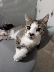 Found/Stray Male Cat last seen 62nd ct N & w Broadway, Brooklyn Park, MN 55428