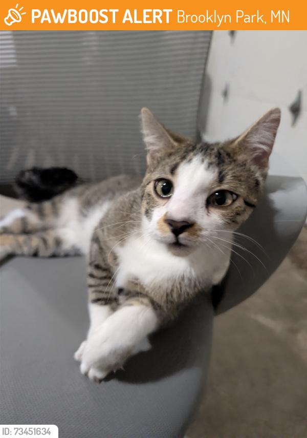 Found/Stray Male Cat last seen 62nd ct N & w Broadway, Brooklyn Park, MN 55428