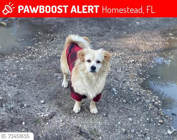 Lost Male Dog last seen Near Loveland dr, Homestead, FL 33031
