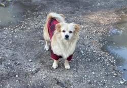 Lost Male Dog last seen Near Loveland dr, Homestead, FL 33031