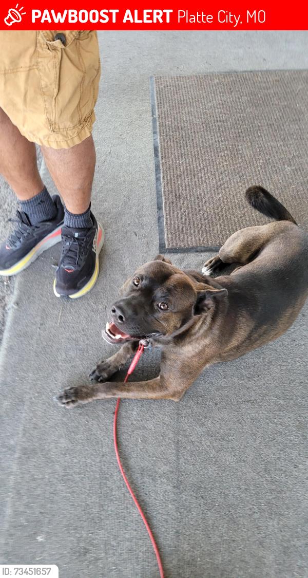 Lost Male Dog last seen Prairie View, Platte City, MO 64079