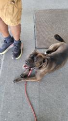 Lost Male Dog last seen Prairie View, Platte City, MO 64079