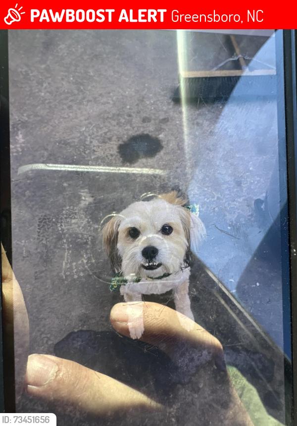 Lost Male Dog last seen San Miguel restaurante, Greensboro, NC 27401