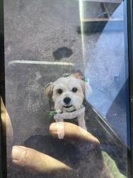 Lost Male Dog last seen San Miguel restaurante, Greensboro, NC 27401