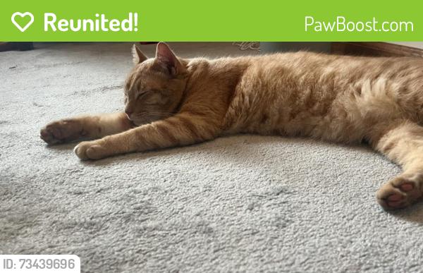 Reunited Male Cat last seen Between 16 & 18 Teddington Way, Mount Laurel, NJ 08054, Mount Laurel Township, NJ 08054