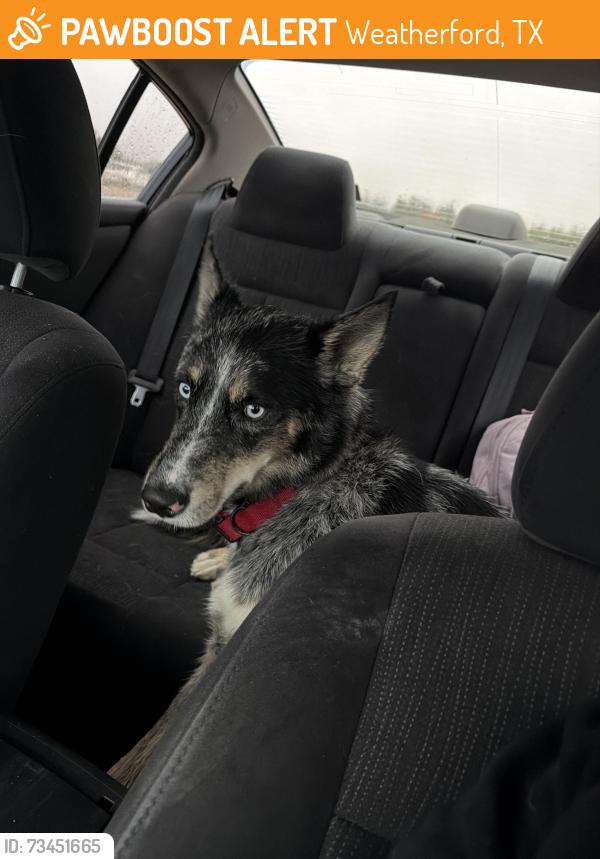 Found/Stray Male Dog last seen Off 920, Weatherford, TX 76088